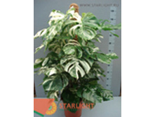 �������� �� ������� ����� (150) 5 995.00