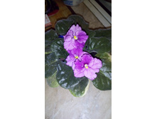 ��������� �����