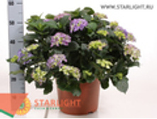 ��������� ���� ��� (60) 2 550.00