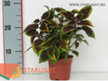 ������ ������ (25) 145.00