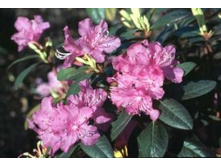 Rhododendron (���-�) hubr. P.J.M.Elite 0 10,96