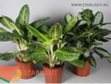 ��������� (80)