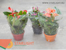 �������� (60) 1 895.00