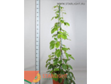 ����������� ������������ (210) 6 995.00