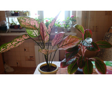 ��������� ���������  �  Siam Aurora