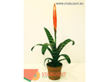 ������ ��������� (60) 265.00