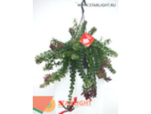 ���������� ������� (45) 895.00