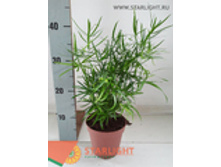 ��������� ��������� (40) 325.00