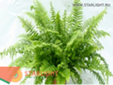 ���������� ���� ������ (50) 395.00