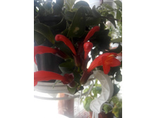 IMG 20160626 100154.jpg