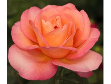 Rosa (����) Jazz Festival / �������� C5 - 7,81