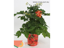 ������������ ����� ����� (25) 255.00