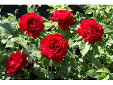 Rosa (����) Adelaide Hoodless C5 - 4,4