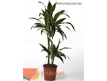 ������� ������ ����� (100) 995.00