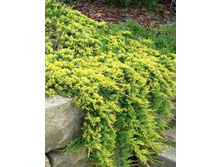 Juniperus (����-�) horizontalis Golden Carpet - 6,18