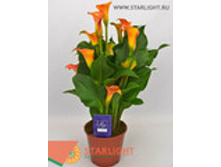 ����� �������� (30) 550.00