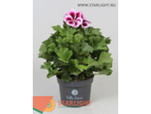 ���������� ����������� (30) 295.00