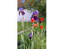 ALCAZAR Vilmorin 1910 ���