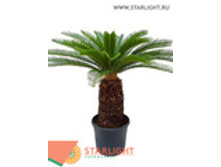 ����� �������� (100) 9 995.00