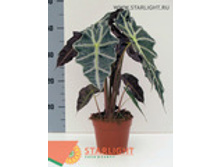 �������� ����� (50) 195.00