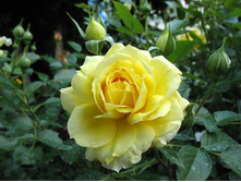 Rosa (����) Bahama C5 - 6,97