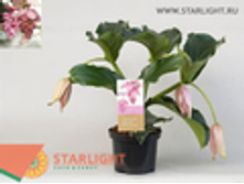 ��������� ��������� (50) 1 595.00