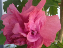 ��������� �������� ��������