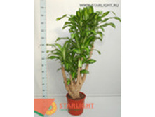 ������� �������� (170) 9 995.00