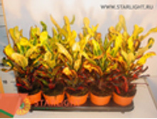 ������� ����� (40) 295.00