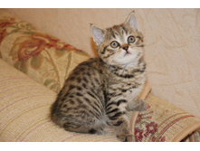 �������-������ (�������) 3500 �.�.