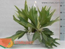 ����������� ���������� (60) 1 495.00