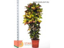 ������� ���� ������ (180) 12 995.00