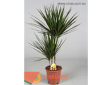 ������� ��������� (85) 710.00