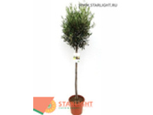 ����� ����������� ����� (170) 7 995.00