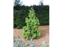 Thuja (���) occidentalis Spiralis - 4,59
