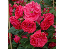 Rosa (����) Wymondham Abbey C5.5 - 18,69