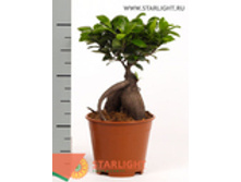 ����� ���������� (30) 495.00