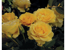 Rosa (����) Doris Day C5 - 12,95