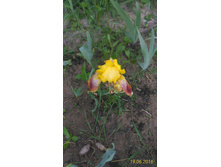 P 20160619 203818 1 p.jpg