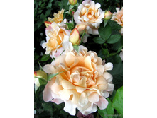 Rosa (����) Ruffle's Dream C5 - 8,66