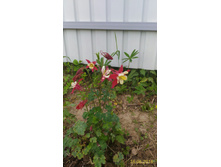 P 20160616 185129 1 p.jpg