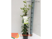 �������������� ����������� (60) 795.00