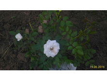 P 20160619 203211 p.jpg