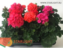 ���������� ��������� (25) 169.00