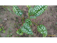 P 20160619 203609 1 p.jpg