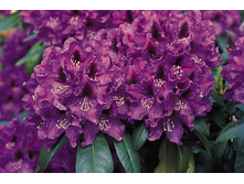 Rhododendron (���-�) hubr. Rasputin - 10,96