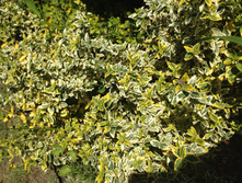 ��������� ������� �������� � ����