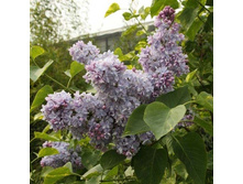 Syringa (������) vulg. Aucubaefolia - 7,8