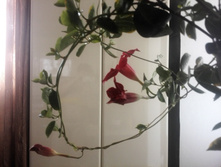 IMG 20160626 090759.jpg