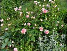 DSC 1742.JPG